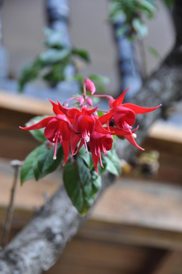 Las Orquideas Ollantaytambo Kültér fotó