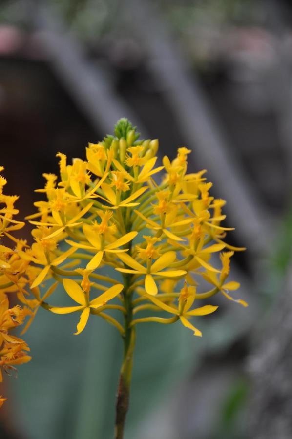 Las Orquideas Ollantaytambo Kültér fotó